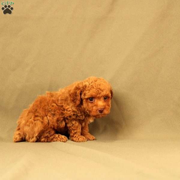 Olaf, Toy Poodle Puppy
